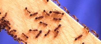 18 účinných receptů na dezinsekci, nebo jak se zbavit mravenců v domě