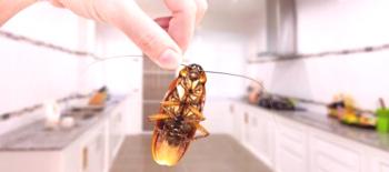 Rychle, efektivně a navždy: jak se zbavit švábů v bytě