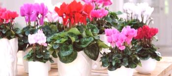 Originální, úžasné, krásné pokojové rostliny a květiny: vyberte podle fotografie a jména