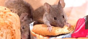 Efektivní boj: jak se zbavit myší v bytě a soukromém domě